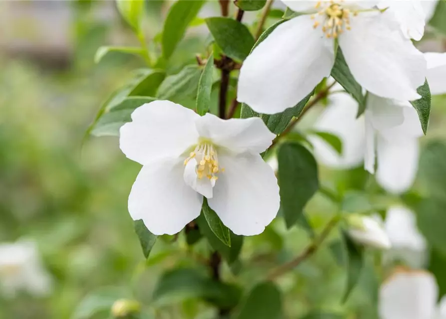 Philadelphus Hybride 'Manteau d' Hermine' 