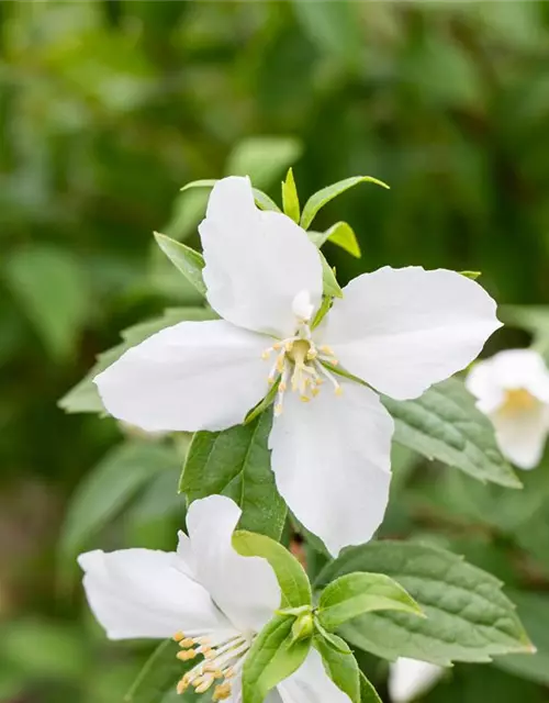 Philadelphus Hybride 'Manteau d' Hermine' 