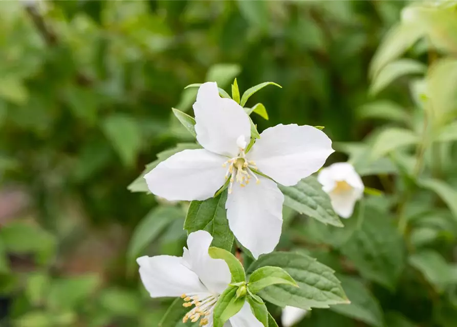 Philadelphus Hybride 'Manteau d' Hermine' 