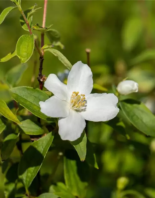 Philadelphus Hybride 'Manteau d' Hermine' 