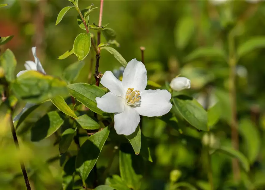 Philadelphus Hybride 'Manteau d' Hermine' 