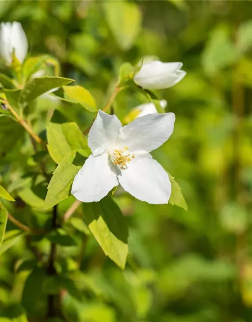 Philadelphus Hybride 'Manteau d' Hermine' 