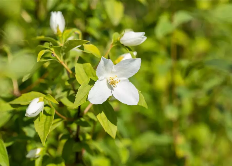 Philadelphus Hybride 'Manteau d' Hermine' 