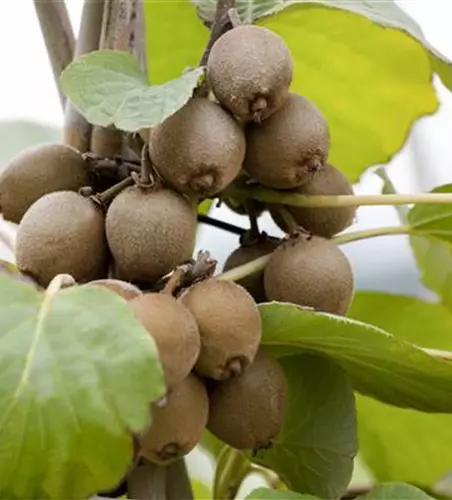 Actinidia chinensis 'Solo'