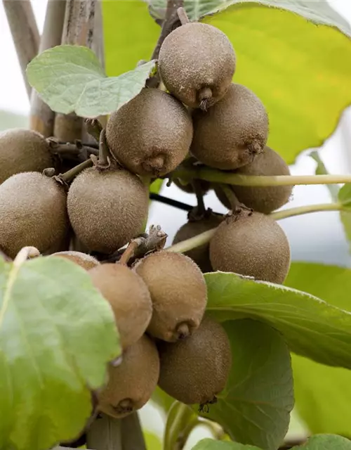 Actinidia chinensis 'Solo'