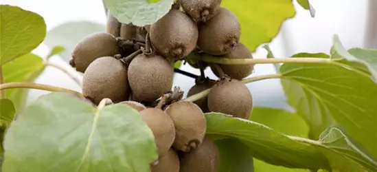 Actinidia chinensis 'Solo'