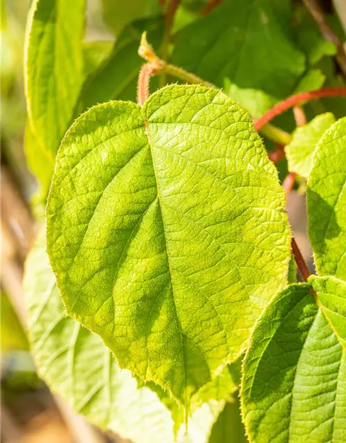 Actinidia chinensis 'Solo'