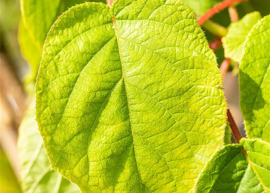 Actinidia chinensis 'Solo'