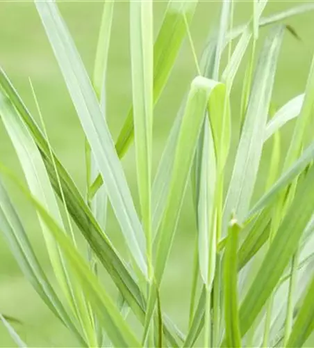 Panicum virgatum 'Rotstrahlbusch'