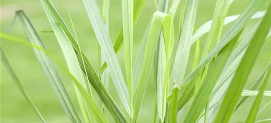 Panicum virgatum 'Rotstrahlbusch'