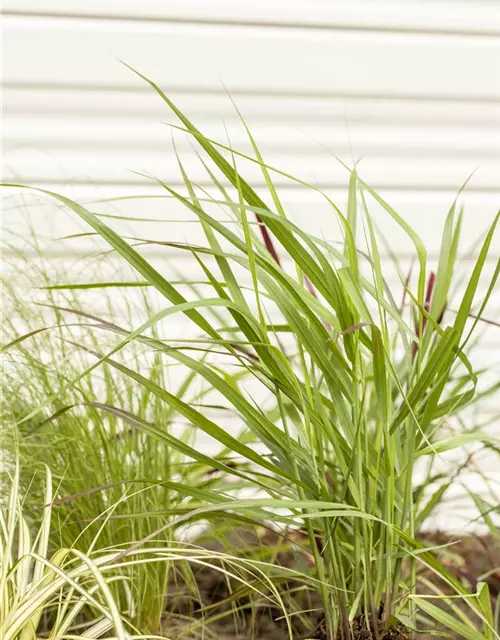 Panicum virgatum 'Rotstrahlbusch'