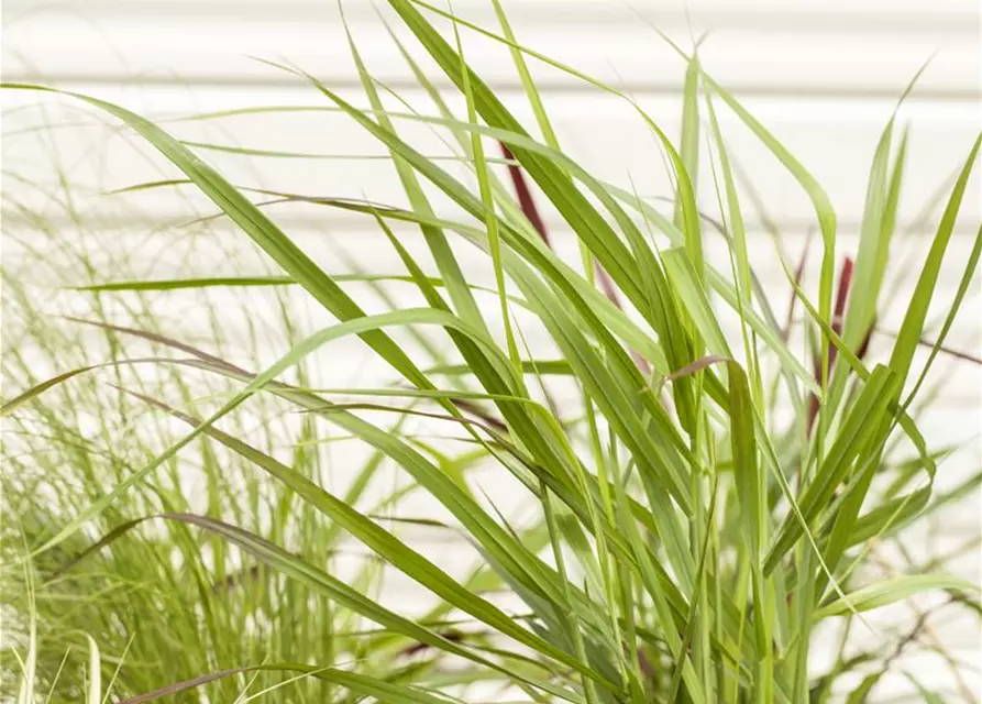 Panicum virgatum 'Rotstrahlbusch'