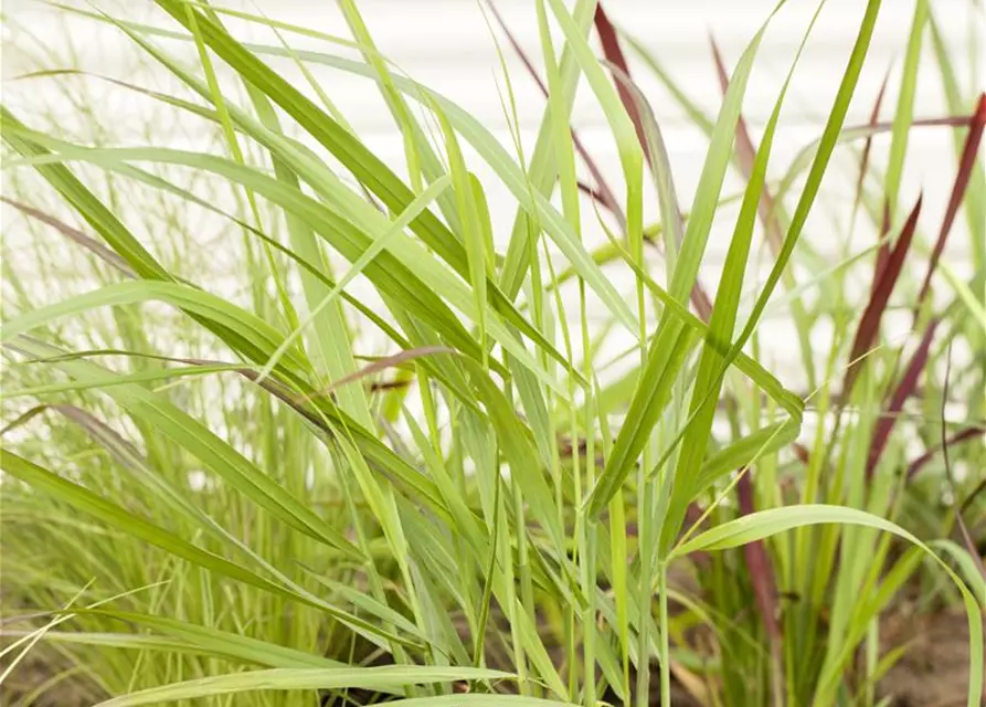 Panicum virgatum 'Rotstrahlbusch'