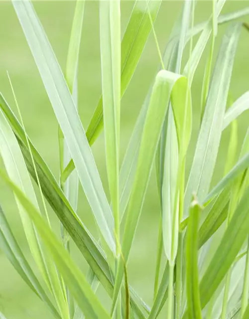 Panicum virgatum 'Rotstrahlbusch'