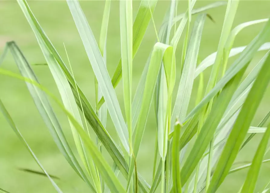 Panicum virgatum 'Rotstrahlbusch'