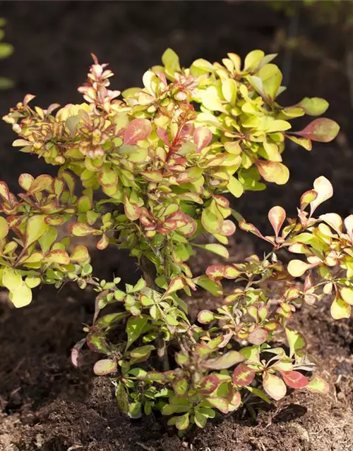 Berberis thunbergii