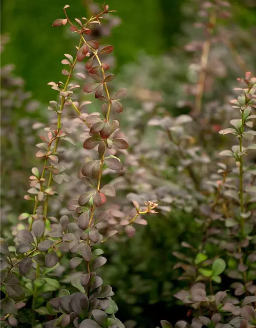 Berberis thunbergii