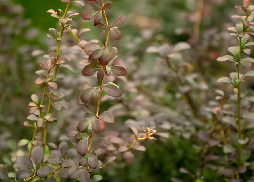 Berberis thunbergii