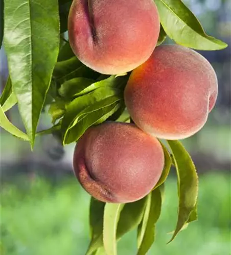 Prunus persica 'Kernechter vom Vorgebirge' CAC