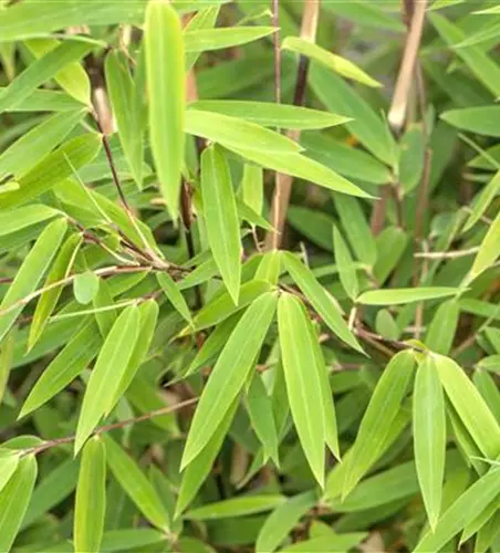 Fargesia nitida 'Volcano'