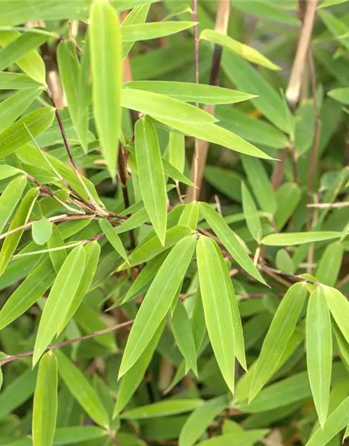 Fargesia nitida 'Volcano'