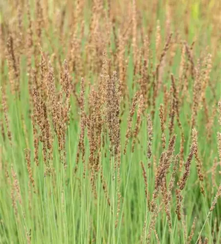 Molinia caerulea 'Heidezwerg'®