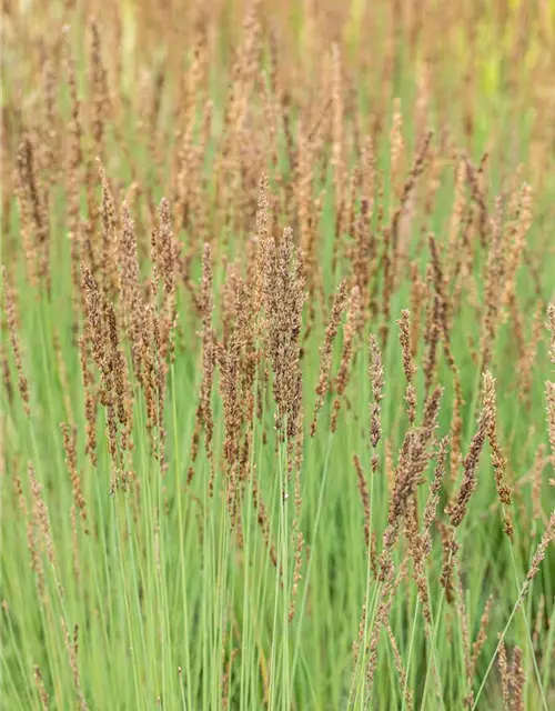 Molinia caerulea 'Heidezwerg'®