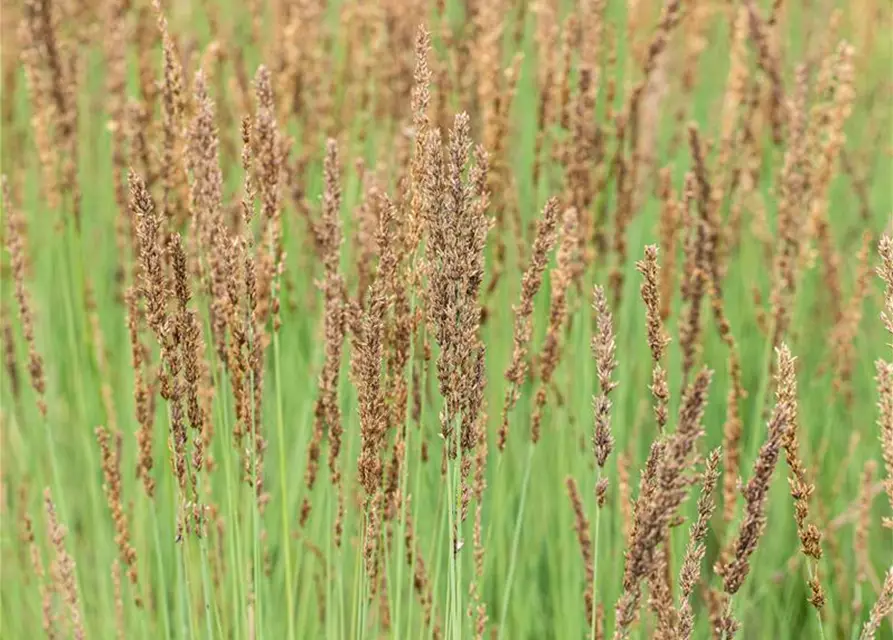 Molinia caerulea 'Heidezwerg'®