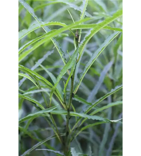 Rhamnus frangula 'Fine Line'®