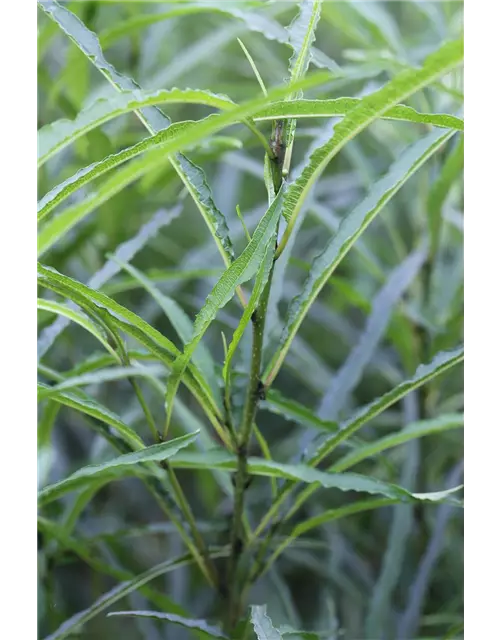 Rhamnus frangula 'Fine Line'®