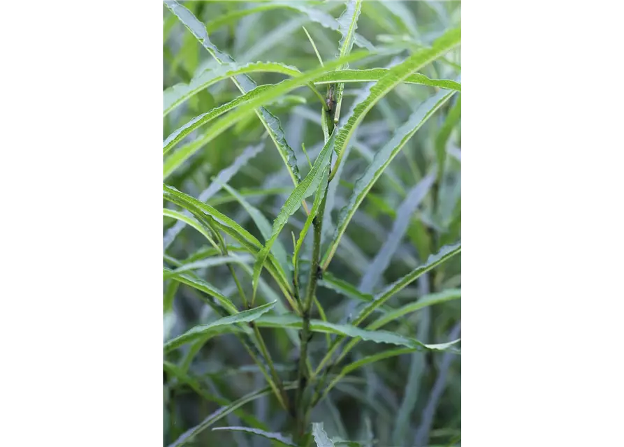 Rhamnus frangula 'Fine Line'®