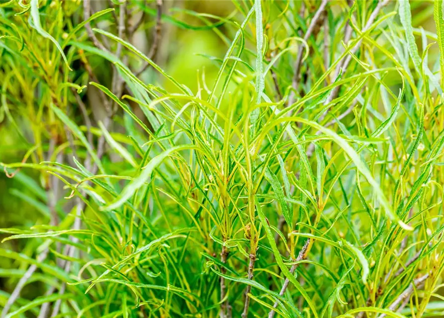 Rhamnus frangula 'Fine Line'®