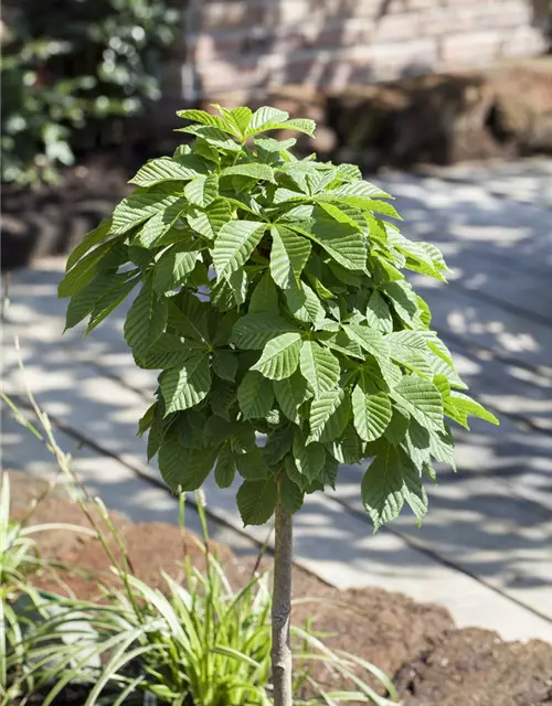 Aesculus hippocastanum 'Monstrosa'