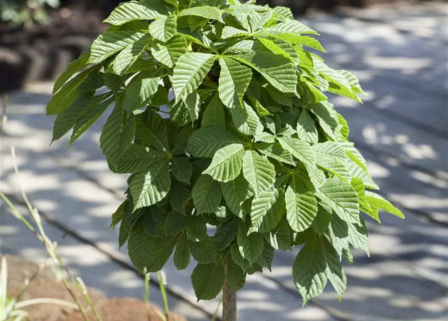 Aesculus hippocastanum 'Monstrosa'