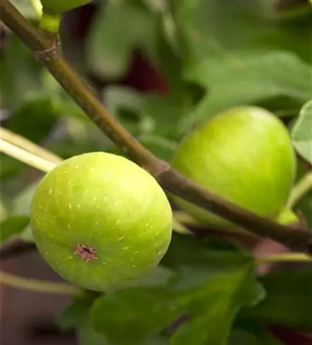 R Ficus carica 'Brown Turkey'