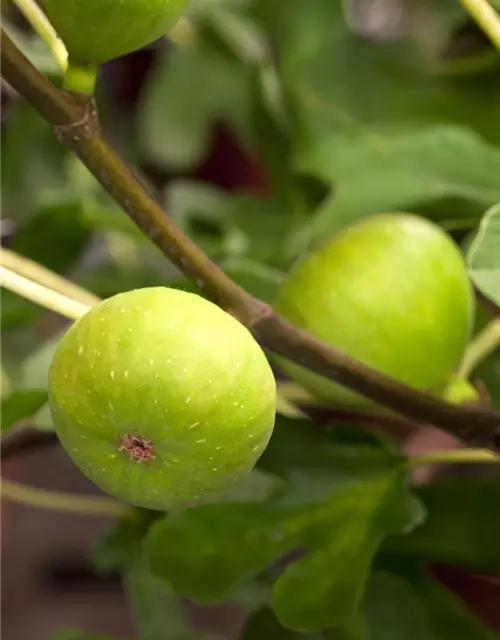 R Ficus carica 'Brown Turkey'