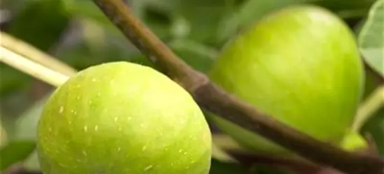 R Ficus carica 'Brown Turkey'