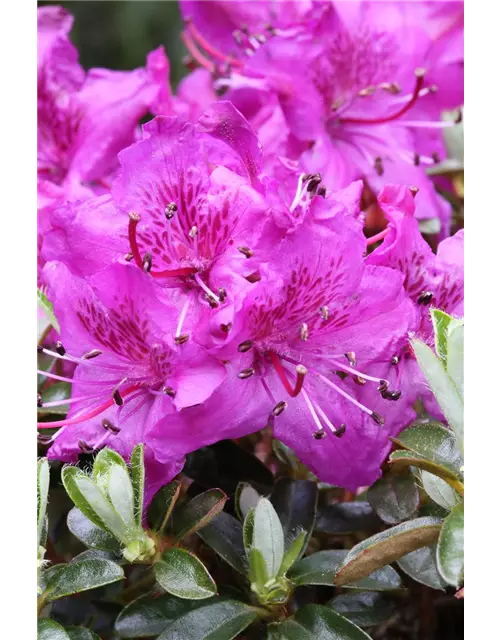 Rhododendron carolineanum 'Olga Mezitt'