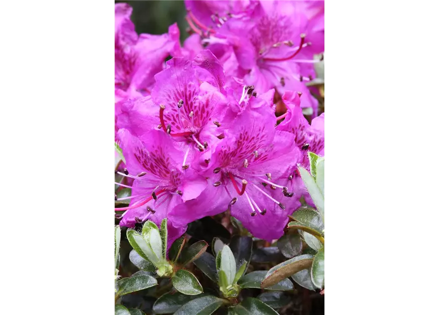 Rhododendron carolineanum 'Olga Mezitt'