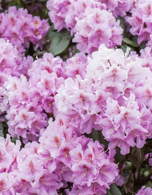 Rhododendron carolineanum 'Olga Mezitt'