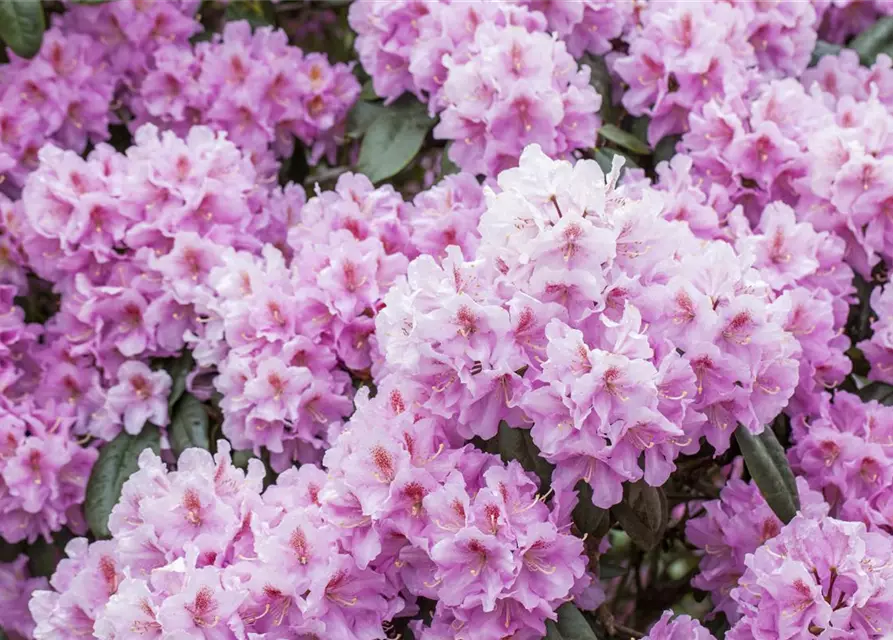 Rhododendron carolineanum 'Olga Mezitt'