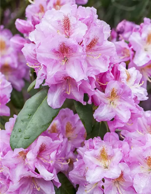 Rhododendron carolineanum 'Olga Mezitt'