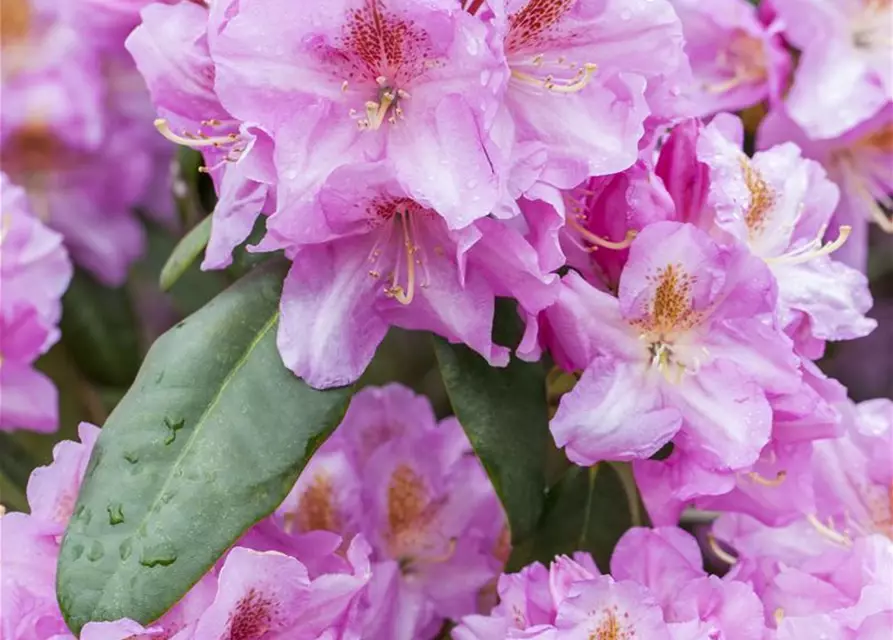 Rhododendron carolineanum 'Olga Mezitt'