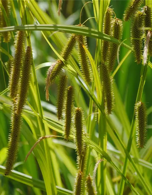 Carex pseudocyperus