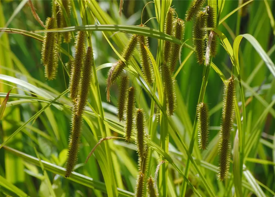 Carex pseudocyperus