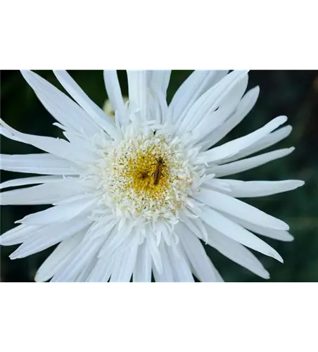 Leucanthemum x superbum 'Christine Hagemann'