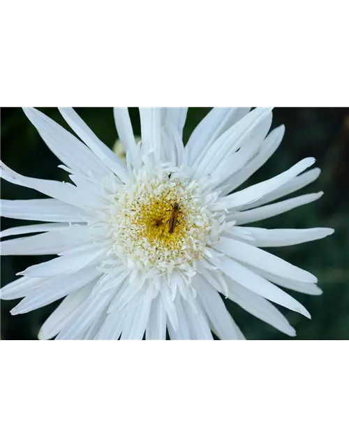 Leucanthemum x superbum 'Christine Hagemann'