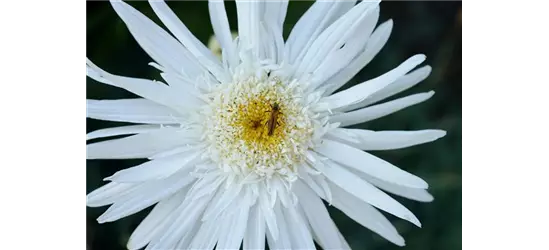 Leucanthemum x superbum 'Christine Hagemann'