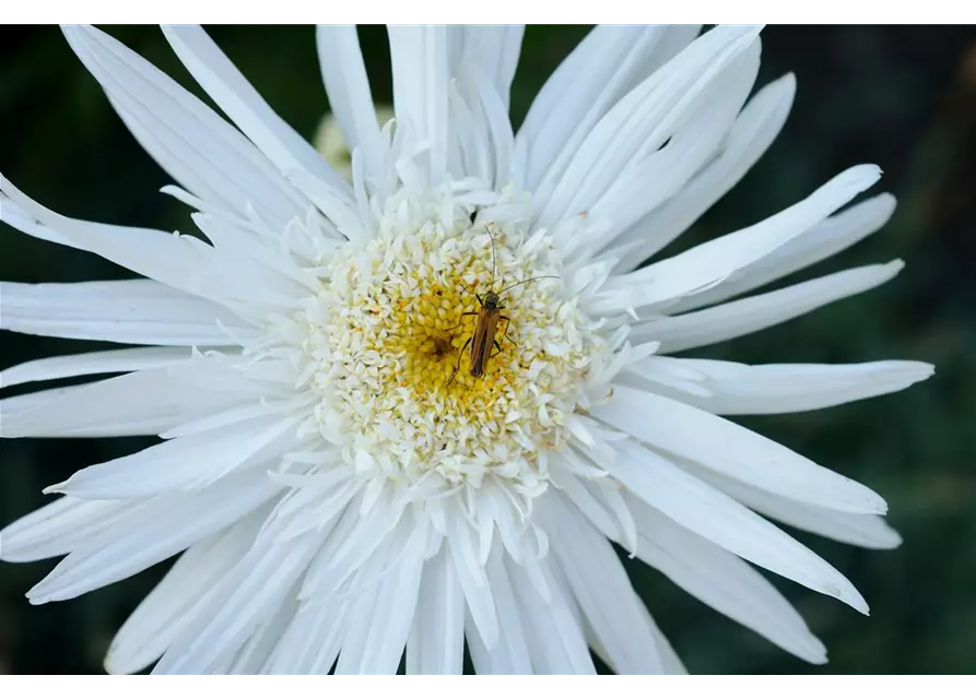 Leucanthemum x superbum 'Christine Hagemann'