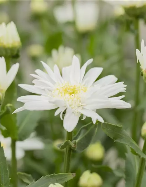 Leucanthemum x superbum 'Christine Hagemann'